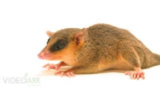 A rufous mouse opossum (Marmosa lepida) at CREA Amazon Rescue Center near Iquitos, Peru.