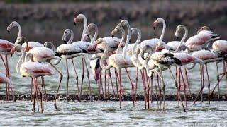 Wow Amazing Greater flamingoBirds# Big Birds #short