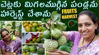 Beautiful fruits harvest | riped custard apple sweetlime orange harvest || TELUGU GARDEN VLOG