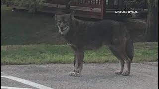 Is it a coyote, wolf, dog or mix of all three? Portland residents and wildlife biologist weigh in