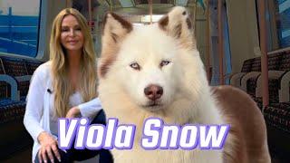 VIOLA SNOW - I MEET THE WORLD'S MOST FAMOUS HUSKY!