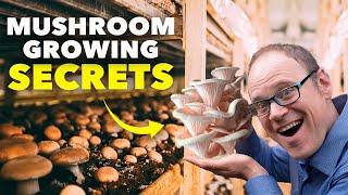 Inside the Mushroom Farm: How Mushrooms are Grown