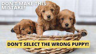 Service Dog Puppy Temperament Test