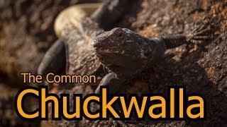 The Common Chuckwalla