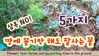 땅에 꽂기만 해도 잘사는 꽃 5가지/ 번식이 쉬운 정원 꽃 5가지/5 flowers that thrive just by planting them in the ground/