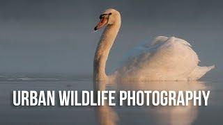 How to Photograph Wildlife in the City with Sam Rowley | Urban Wildlife Photography