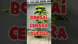 BONSAI CEMARA BUDDHA#bonsai #warubonsai #bonsaitree #short