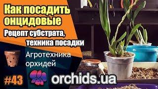 Онцидиум, брассия, ада, одонтоглоссум, беаллара, кольмонара... Посадка и субстрат.