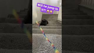 Cute cat chases string toy up the stairs  #cat #cute