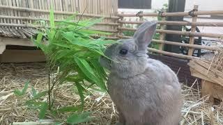 Bunny eats bamboo for breakfast 