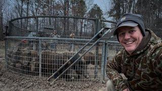 Trap FULL of WILD HOGS on the club. Ole Red and Harlow got jokes.