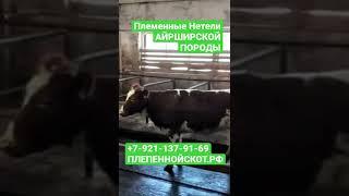 Продажа племенных нетелей АЙРШИРСКОЙ ПОРОДЫ +7-921-137-91-69 ПЛЕМЕННОЙСКОТ.РФ