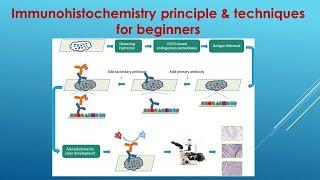 Immunohistochemistry Explained: Principle and Techniques for beginners