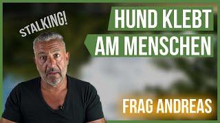 Mein Hund STALKT mich!  Wie gehe ich damit um? #FragAndreas