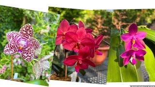 Цветение фаленопсисов. Лето 2022.Phalaenopsis orchids in bloom!