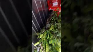 CHUYỂN CÂY BƯỞI DIỄN CHO KHÁCH HÀNG Thái Nguyên, BÁN GIỐNG CÂY ĐẶC SẢN BƯỞI DIỄN: 096.239.2038