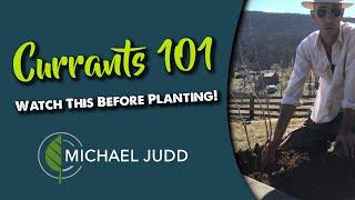 Currant Bushes - Watch This Before Planting!