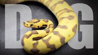 The BEST Mutation in Ball Pythons - Desert Ghost!