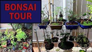 Tour of my bonsai and pre-bonsai