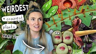 AMAZING Unique Plants Right Now  Coolest Weird Houseplants PART 2