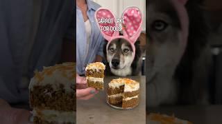 How To Make Carrot Cake For Dogs! #shorts