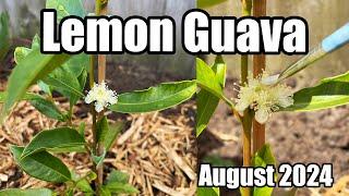 First Lemon Guava Flower Opens & Hand Pollination (Psidium cattleianum var. littorale) - August 2024