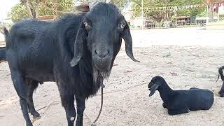 FUNNY GOAT VIDEO || animal tv kh !!