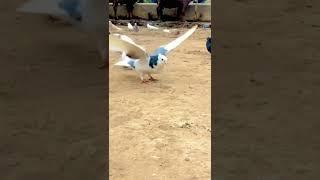 Pigeon’s backflips