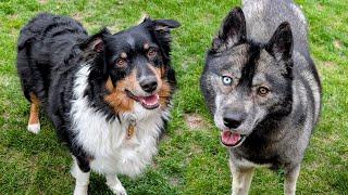 Will These Dogs Finally Become Best Friends?  Indy Comes Back to Play!