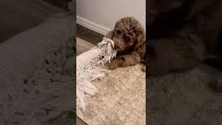 This Aussiedoodle Can’t Stop Eating A Rug! Anyone relate?