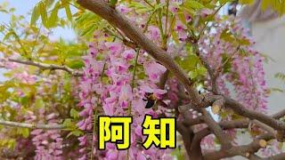 紫藤當中唯一的“粉花”品種，不僅開花香，而且花穗長達半米【養花匠小齊】