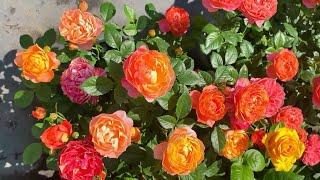 A collection of roses in different colors.||Beautiful flower garden. || @thenaturalflowers