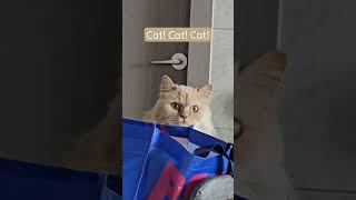 Cat Cat Cat  #cat #funny #funnyshorts #귀여운고양이 #고양이