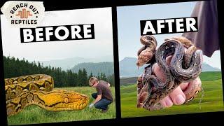 How To Make MASSIVE Pythons Small | G.O.A.T. Line Experiment