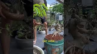 Sung bonsai mini giá rẻ