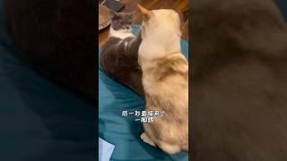 你家有同款猫咪吗？#foryou #fyp #catvideos
