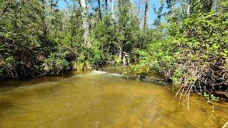 Trout Fishing With Bonus Macquarie Perch And Redfin