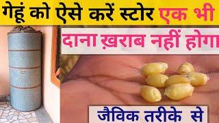 गेहूं को स्टोर करने का jewik तरीका एक साल तक नही ख़राब होगी how to store wheat with jewik formula