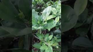GIÔNG CÂY BƯỞI DIỄN, Cam Canh ĐƯỢC Chiết CÀNH TỪ CÂY MẸ LÂU NĂM, Vua Bưởi SAI QUẢ: 096.239.2038