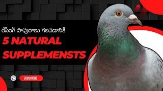 Ultimate Guide to Racing Pigeons: Five natural supplements for racing pigeons to win