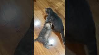 Cats Rough Play it's OK | MOCK AGGRESSION #cat #kitten #play #farm #animallover #youtubeshorts