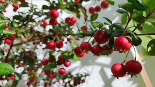 Growing Chilean Guava: picking & tasting these wonderful berries! Last year's cuttings are thriving.