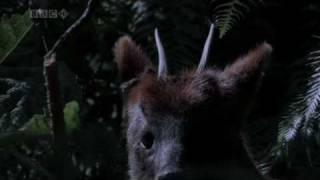 The Pudu