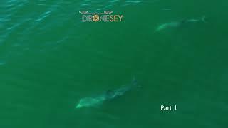 Bottlenose Dolphins Interaction Part 1