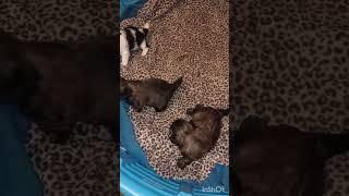 Shih Tzu Puppies Playing • Sweet Soul Shih Tzus #shihtzu #puppies #puppyvideos #dogshorts #doglife