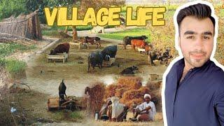 Gaon ki Zindgi  | Village ki Best Lifestyle | Malik Ahmer Vlogs  #villagelifestyle