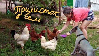 Прихисток в селі/ Солдат копає/Пес втік/Півень б'ється/ Що ще?
