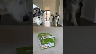 Dino & Sora try our WHIMZEES Toothbrushes!  #whimzees #husky #huskylife #huskiesofyoutube