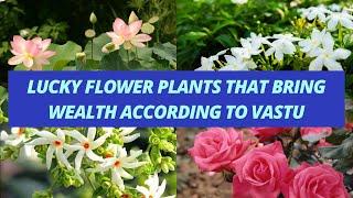 Lucky flower plants that bring wealth according to vastu | Vastu tips for good luck flower plants