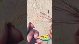 Vishal Arora electric